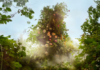 WONDER GARDEN Image