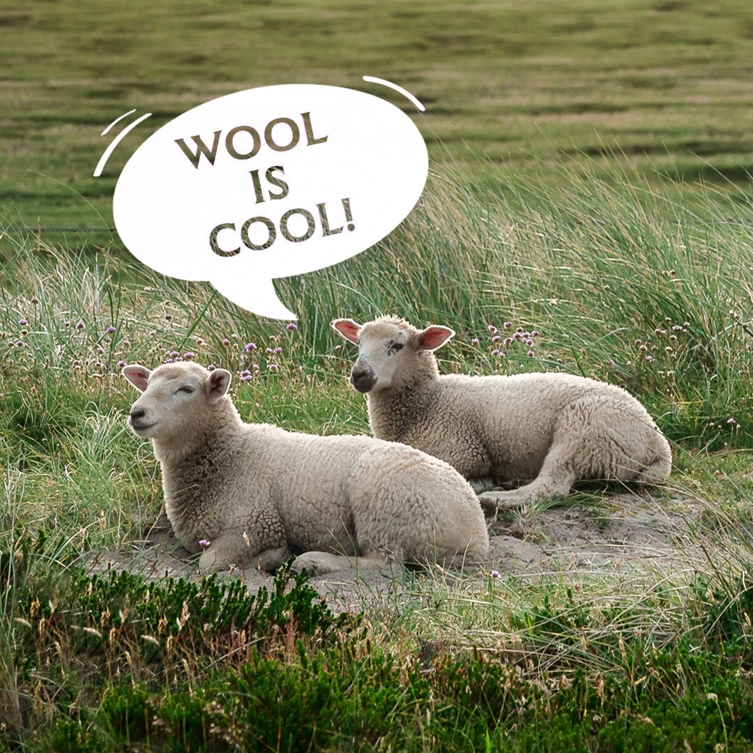 two sheep lying in a grassy field