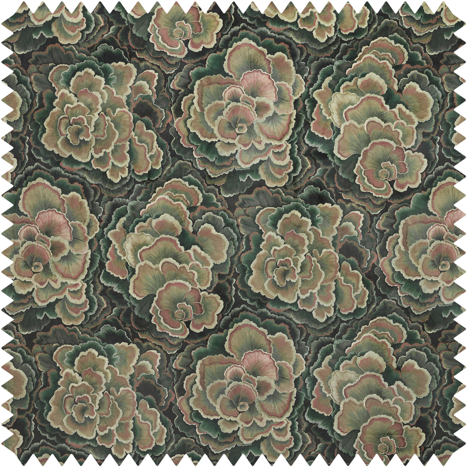 TRAMETES Velvet - Hosta